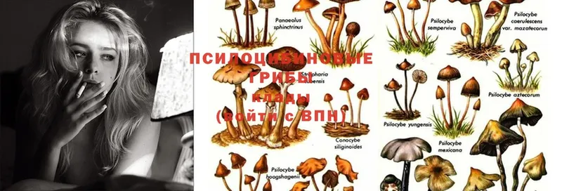 Псилоцибиновые грибы Cubensis  Королёв 